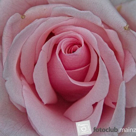 Rosen